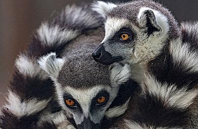 《巫师3》官方MOD编辑器5月21日全面上线